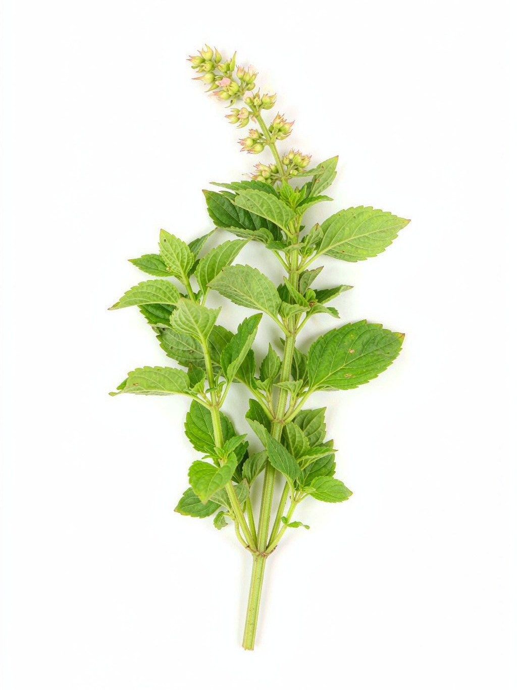 Field Mint