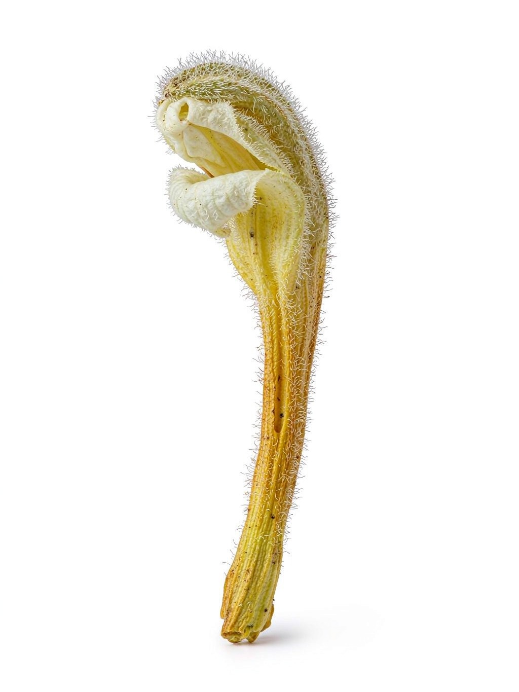 Honeysuckle Flower