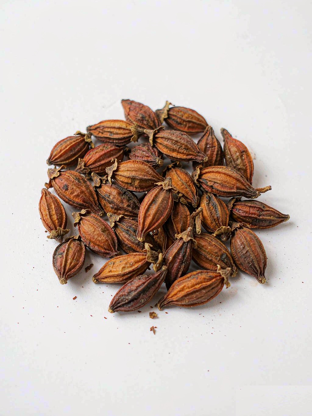 Cape Jasmine Fruit