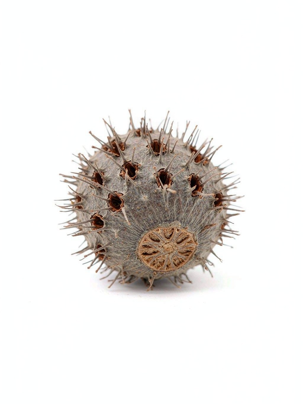 Beautiful Sweetgum Fruit