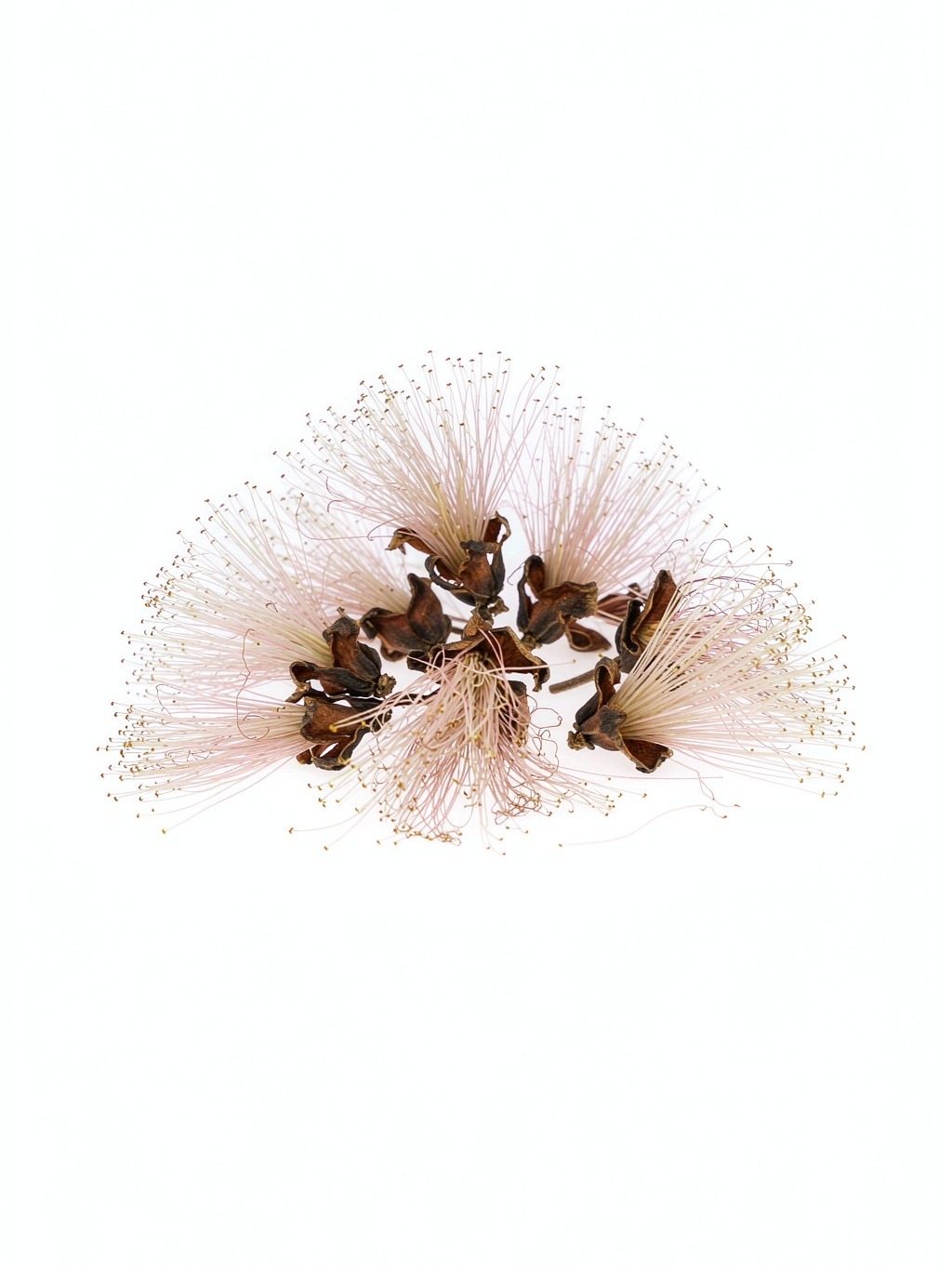 Silk Tree Flower