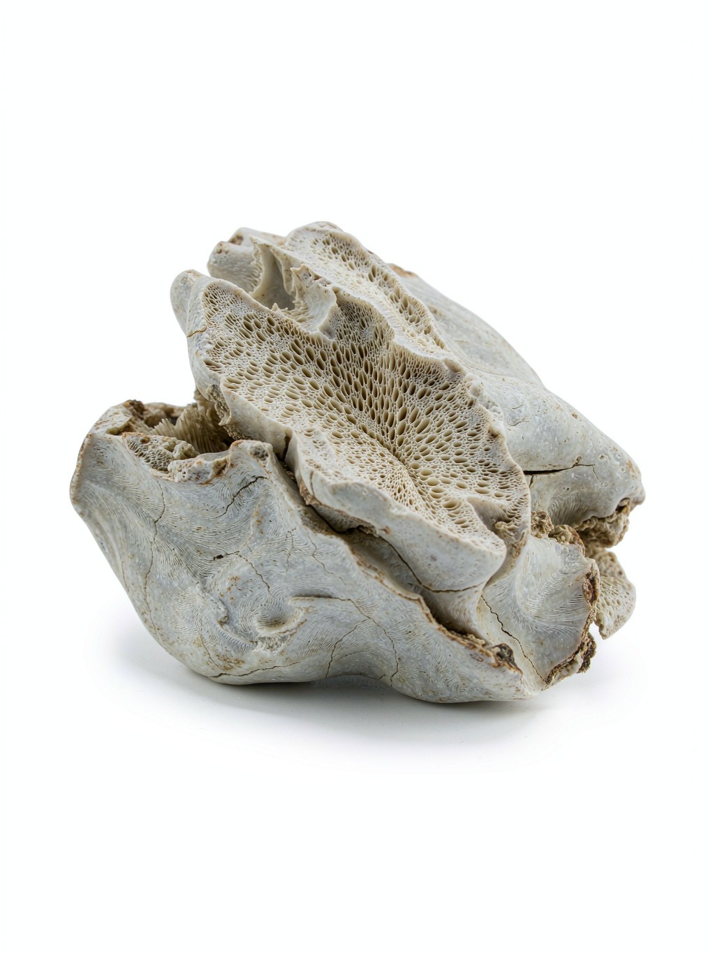 Fossil Dragon Bone