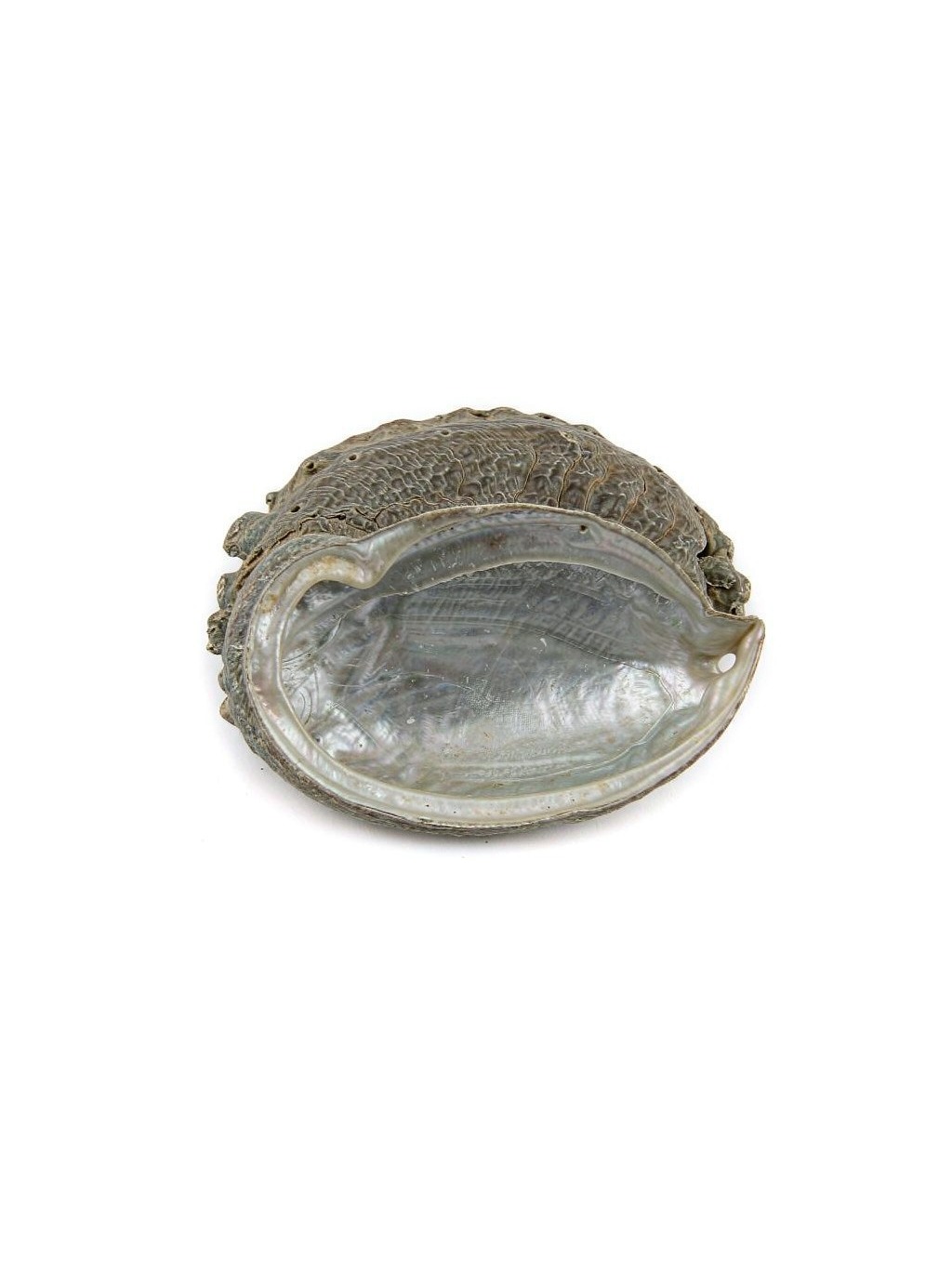 Abalone Shell