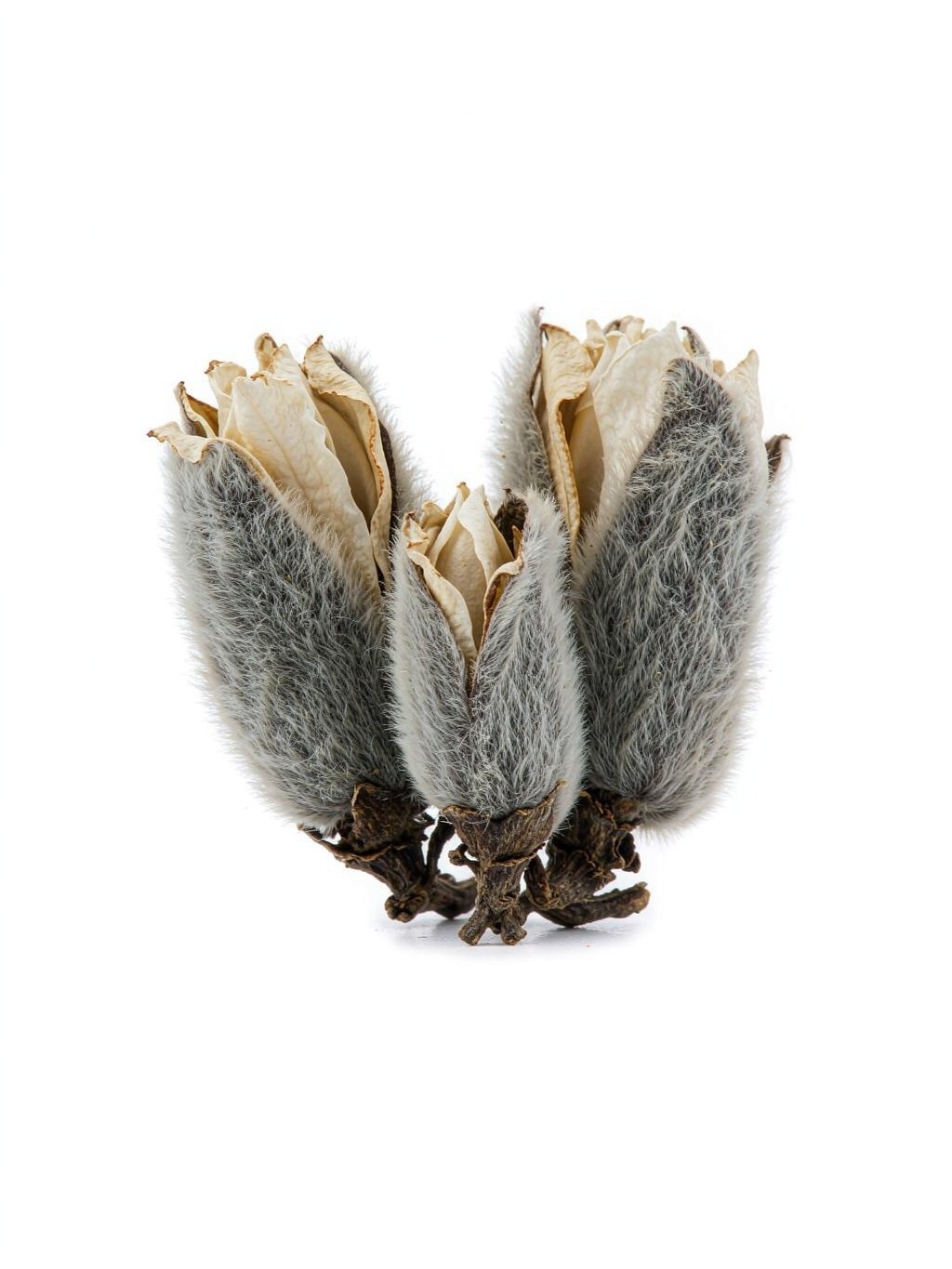 Magnolia Flower Bud